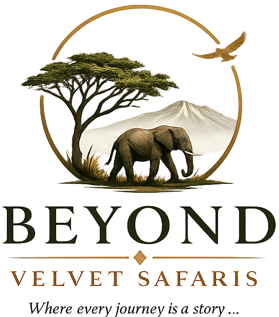velvetsafaris.com